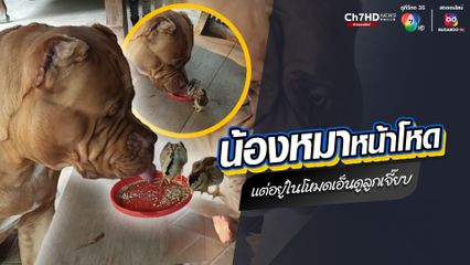 น้องหมาพันธุ์ดุ หน้าอย่างโหด แต่อยู่ในโหมดเอ็นดูลูกไก่ นั่งดูน้องกินอาหารในระยะประชิด