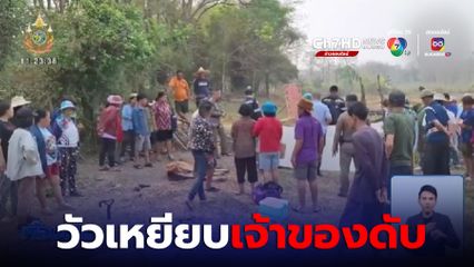 วัวตกใจกระโดดเหยียบเจ้าของ เสียชีวิต