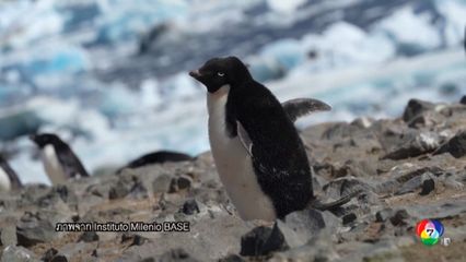 นักวิทยาศาสตร์ เตือนไข้หวัดนกระบาดหลังพบในเพนกวิน