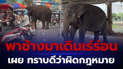 รวบ 2 ควาญช้าง นำช้างเดินเร่ร่อนขายอาหารบนถนน เผย ทราบดีว่าผิดกฎหมาย