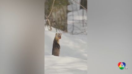 เซเบิล สัตว์ป่าอนุรักษ์ของจีนบนเทือกเขาฉางไป๋