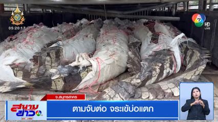 ตามจับต่อ จระเข้บ่อแตก