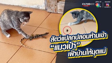 เอ็นดูน้องแมว เป็นจอมยุทธแมวเป้า คอยอารักขาบ้านให้นุดแม่ สกัดกั้นสัตว์แปลกปลอมห้ามเข้าบ้าน