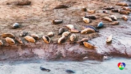 แมวน้ำกว่า 300 ตัว นอนอาบแดดที่ประเทศจีน