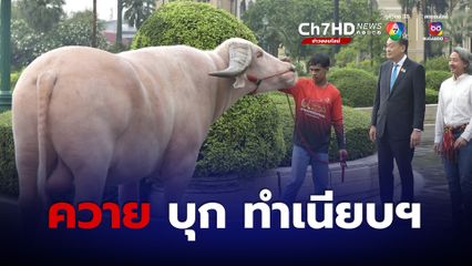 ควายเผือกพันธุ์ยักษ์  ผ่าฝน บุกทำเนียบฯ