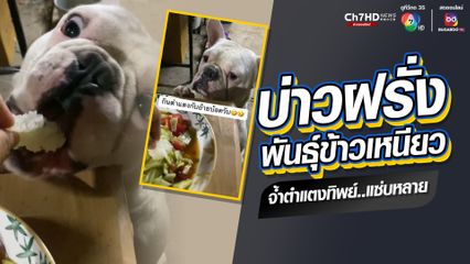 เอ็นดูน้องหมาพันธุ์เฟรนช์ บูลด็อก ลืมอาหารเม็ดชั่วคราว กินข้าวเหนียวจ้ำตำแตง "แซ่บหลาย"