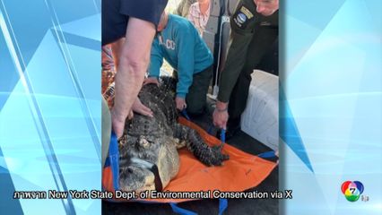 ชายชาวนิวยอร์กต่อสู้ เพื่อให้ได้อัลลิเกเตอร์แสนรักกลับคืนมา