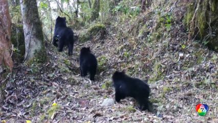 พบหมีแพดดิงตัน ในโบลิเวีย