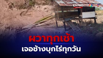 ช้างป่าชัยภูมิ ลงป่วนสวนชาวบ้านทุกเช้า เหยียบย่ำพืชไร่เสียหาย