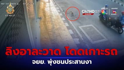 ลิงอาละวาดหนัก กระโดดเกาะรถ จยย.แย่งถุงใส่กับข้าว ทำรถ จยย.เสียหลัก พุ่งชนประสานงากัน