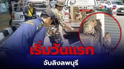 เริ่มวันแรก จับลิงลพบุรีนำร่อง 500 ตัว ล็อกเป้าเจ้ายักษ์ จ่าฝูง