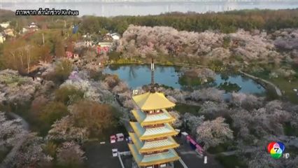 ต้นซากุระ 10,000 ต้น บานสะพรั่งในจีน