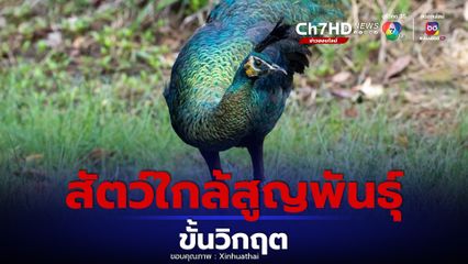 ยูนนานเจอ นกยูงเขียว สัตว์ใกล้สูญพันธุ์ขั้นวิกฤต