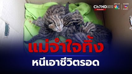 ช่วยลูกแมวดาว 4 ตัว หลังแม่แมวถูกหมาไล่กัดหนีหายไปในป่า