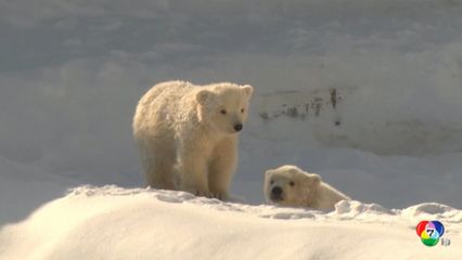 ลูกหมีขั้วโลกที่ไซบีเรีย เริ่มหัดเดิน
