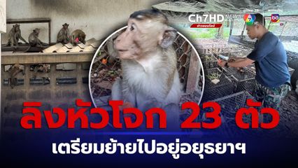 ลิงลพบุรี 3 วันจับหัวโจกได้ 23 ตัว เตรียมส่งไปอยู่ชั่วคราวที่สวนสัตว์อยุธยาฯ