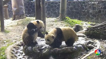 เผยภาพความน่ารักของแพนด้ายักษ์ ที่ศูนย์อนุรักษ์ของจีน