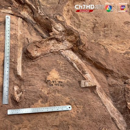 เจ้าหน้าที่ขุดพบฟอสซิลไดโนเสาร์สายพันธุ์ใหม่ในพื้นที่ภูเวียง