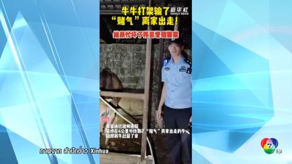 ตำรวจจีนตามง้อวัวงอน