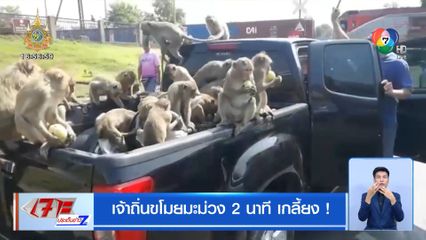 เจ้าถิ่น ดักปล้นมะม่วง 2 นาที เกลี้ยง!