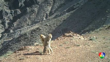 ตัวมาร์มอต 2 ตัว ต่อสู้กันที่แหล่งอนุรักษ์พันธุ์สัตว์ในจีน