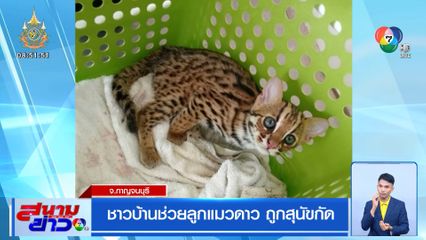 ชาวบ้านช่วยลูกแมวดาว ถูกสุนัขกัด