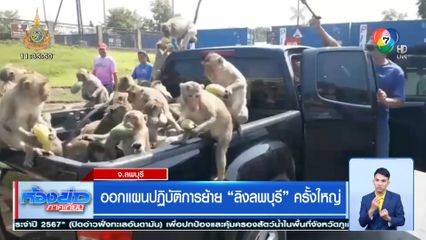 ออกแผนปฏิบัติการย้าย ลิงลพบุรี ครั้งใหญ่