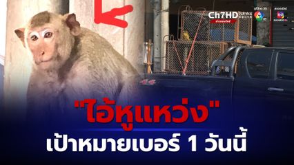 ลิงลพบุรี ตามจับต่อสัปดาห์ที่สอง พุ่งเป้าไอ้หูแหว่งขโมยกางเกงใน
