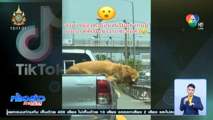 อุทาหรณ์ เอาหมาไว้ท้ายรถกระบะ ท่ามกลางอากาศร้อน