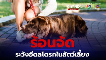 ร้อนจัด ระวังสัตว์เลี้ยงเป็นฮีตสโตรก อันตรายถึงตายได้