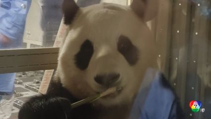 เผยภาพแพนด้า ฟู่เป่า ภายใต้การดูแลของจีน