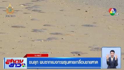 ขนลุก พบซากแมงกะพรุนตายเกลื่อนชายหาด จ.กระบี่