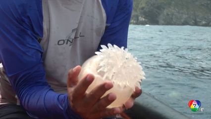 แมงกะพรุนระบาดหนักในเวเนซุเอลา