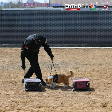 ฝูไจ่ สุนัขตำรวจจีนพันธุ์คอร์กี้ ดาวเด่นทีมลาดตระเวน  