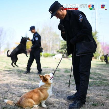 ฝูไจ่ สุนัขตำรวจจีนพันธุ์คอร์กี้ ดาวเด่นทีมลาดตระเวน  