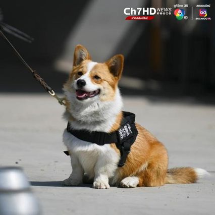 ฝูไจ่ สุนัขตำรวจจีนพันธุ์คอร์กี้ ดาวเด่นทีมลาดตระเวน  