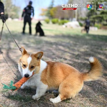 ฝูไจ่ สุนัขตำรวจจีนพันธุ์คอร์กี้ ดาวเด่นทีมลาดตระเวน  