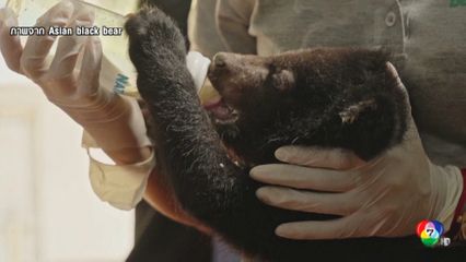 ช่วยลูกหมีควาย 16 ตัว จากบ้านชาวจีน ในสปป.ลาว