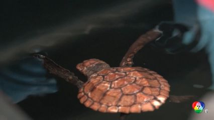 ช่วยเหลือลูกเต่าหัวค้อนกว่า 200 ตัว ขึ้นมาเกยตื้นที่แอฟริกาใต้