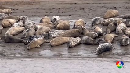 จีนเผยภาพแมวน้ำลายจุดหลายร้อยตัวนอนเล่นโคลนริมอ่าว