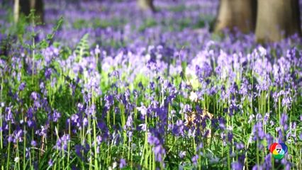 ดอกบลูเบลล์บานสะพรั่งปกคลุทผืนป่าในเบลเยี่ยม