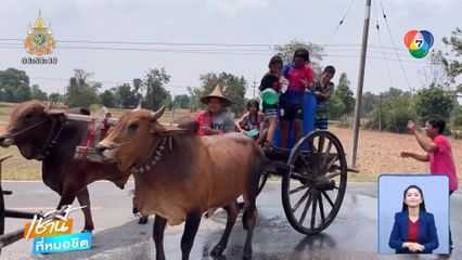 ฮือฮา หนุ่มขี่วัวเทียมเกวียนเล่นสงกรานต์