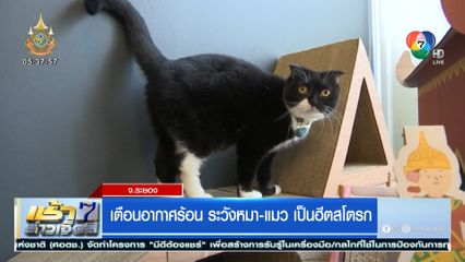 เตือนอากาศร้อน ระวังหมา-แมว เป็นฮีตสโตรก