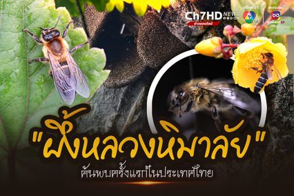 ผึ้งหลวงหิมาลัย ค้นพบครั้งแรกในไทยที่ดอยผ้าห่มปก