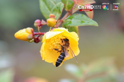 ผึ้งหลวงหิมาลัย ค้นพบครั้งแรกในไทยที่ดอยผ้าห่มปก