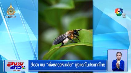 ฮือฮา พบ ผึ้งหลวงหิมาลัย ฝูงแรกในประเทศไทย