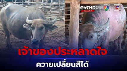 ควายเปลี่ยนสีได้ที่โคราช ปีที่แล้วสีเผือก ปีนี้สีดำ