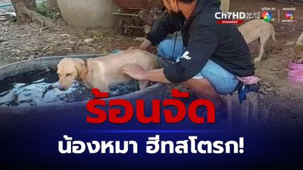 บุรีรัมย์อากาศร้อนจัด ทำให้สุนัขเกิดอาการฮีทสโตรก น้ำลายผูมปาก รีบพาแช่น้ำช่วยไว้ได้ทัน