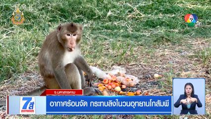 อากาศร้อนจัด กระทบลิงในวนอุทยานโกสัมพี