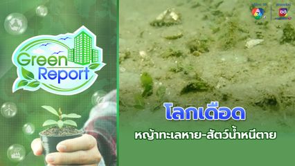Green Report : โลกเดือด หญ้าทะเลหาย-สัตว์น้ำหนีตาย